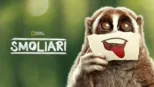 thumbnail - Smoliari
